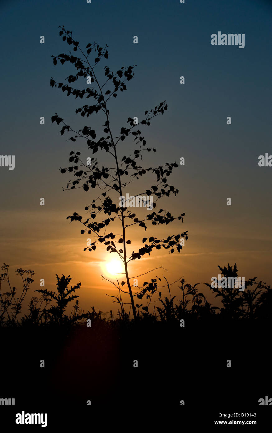 Birke (Betula Pendel) und Disteln Silhouette gegen Sonnenuntergang Stockfoto