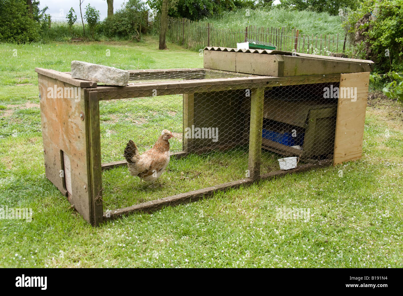 Baby Hühner, Küken und Glucke in einem Staatsstreich Hampshire England Stockfoto