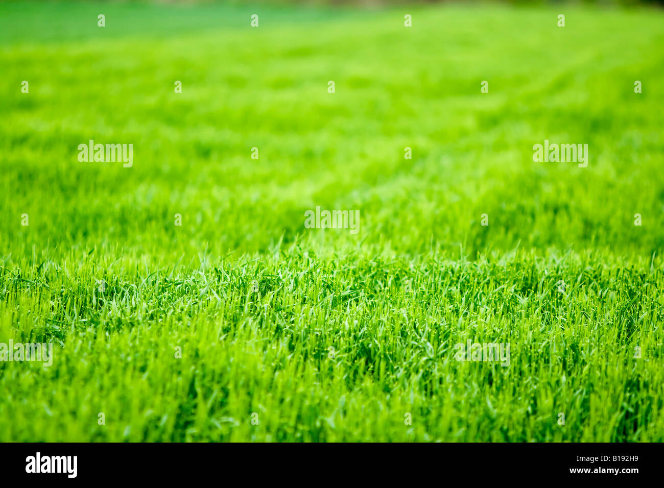 schönen grünen Wiese Stockfoto