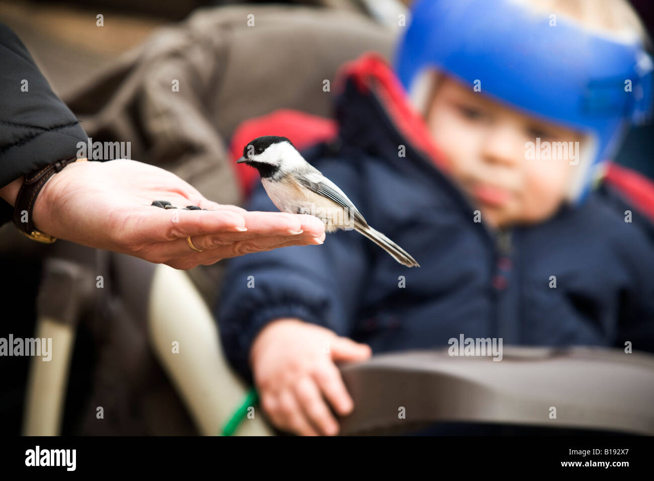 Ein Vogel aus der Hand einer Person Essen Stockfoto