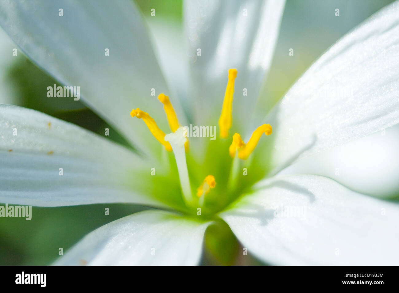 Zephyranthes candida Stockfoto