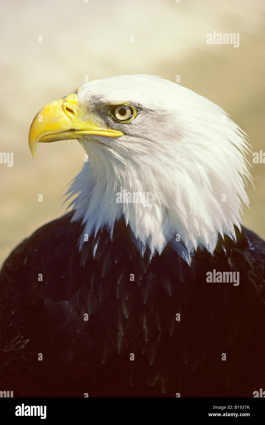 Erwachsenen Weißkopf-Seeadler (Haliaeetus Leucocephalus), Nord-Alberta, Kanada Stockfoto