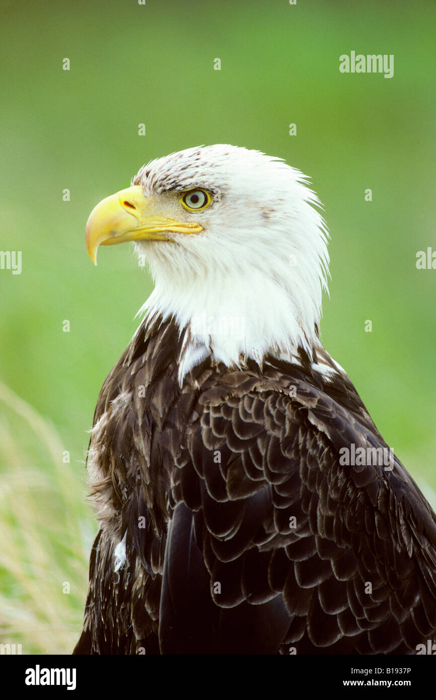 Erwachsenen Weißkopf-Seeadler (Haliaeetus Leucocephalus) mit einem vollen Ernte durch den Verzehr von laichen Lachse, Küsten Britisch-Kolumbien, Kanada Stockfoto