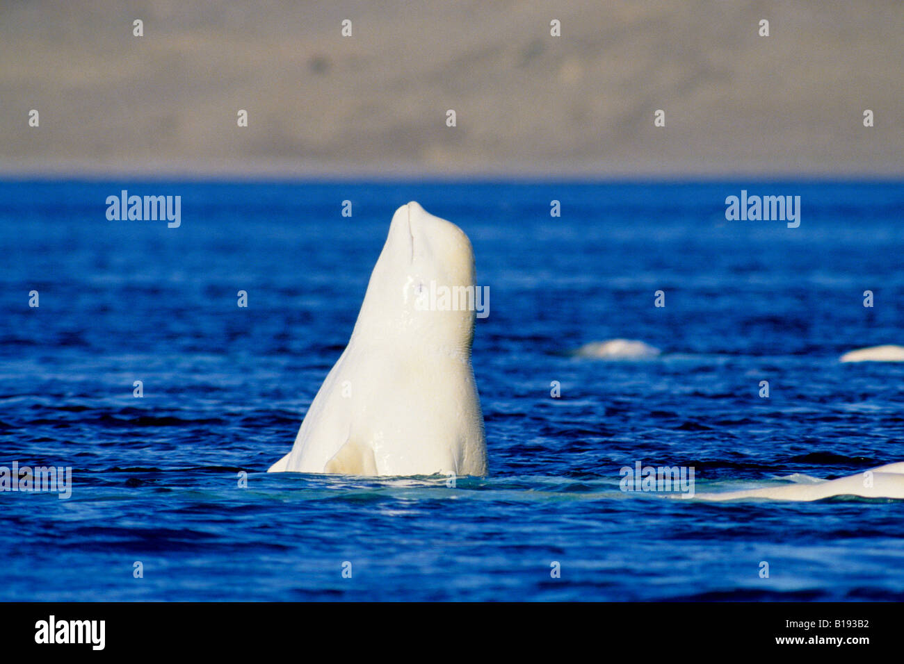 Erwachsenen Beluga-Wal (Delphinapterus Leucas) kratzen die Haut auf den Kiesboden eines Süßwasser-Streams zu mausern, Stockfoto