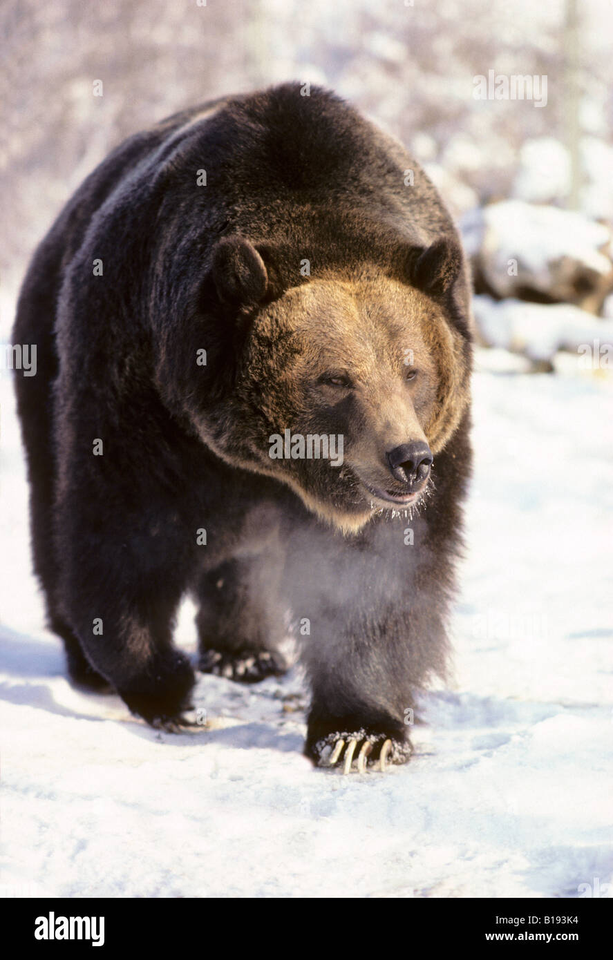 Erwachsene Braunbär (Ursus Arctos), westlichen Alberta, Kanada Stockfoto
