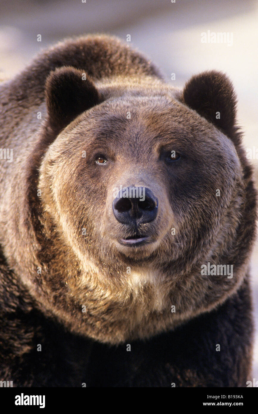 Adukt Braunbär (Ursus Arctos), westlichen Alberta, Kanada Stockfoto