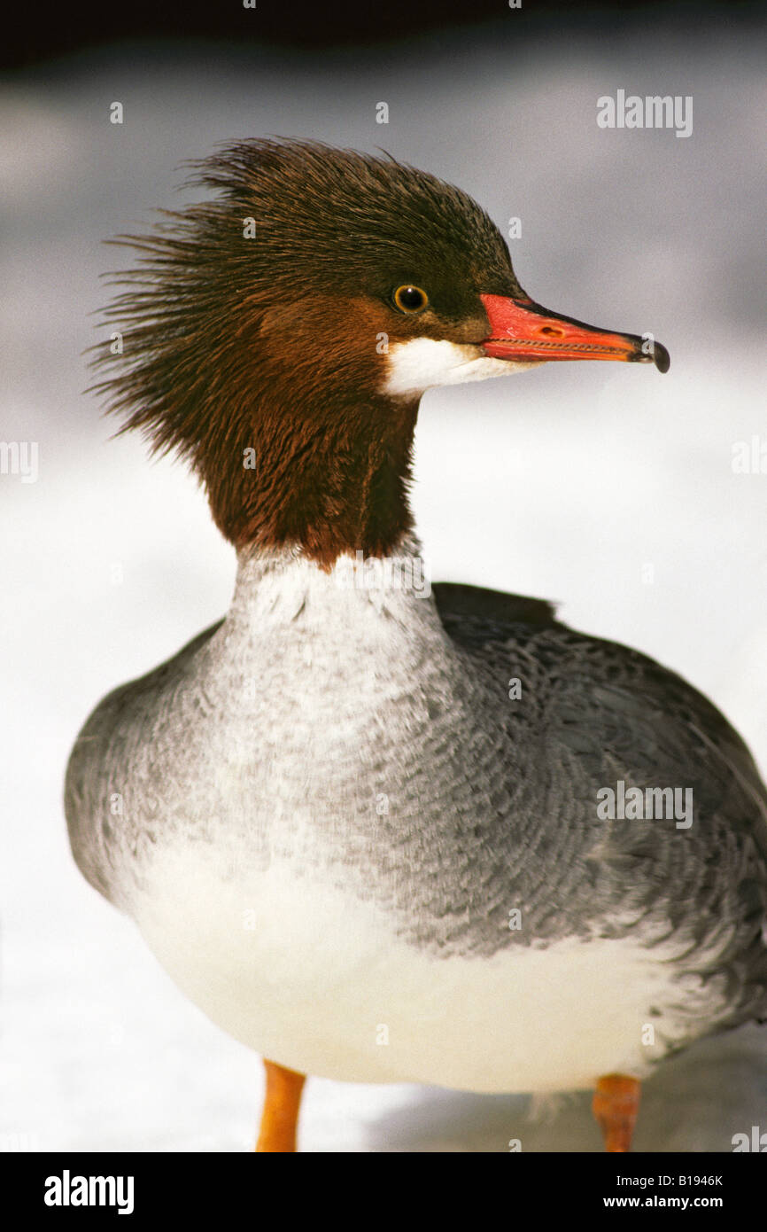 Gemeinsamen Prototyp (Mergus Prototyp), westlichen Alberta, Kanada Stockfoto