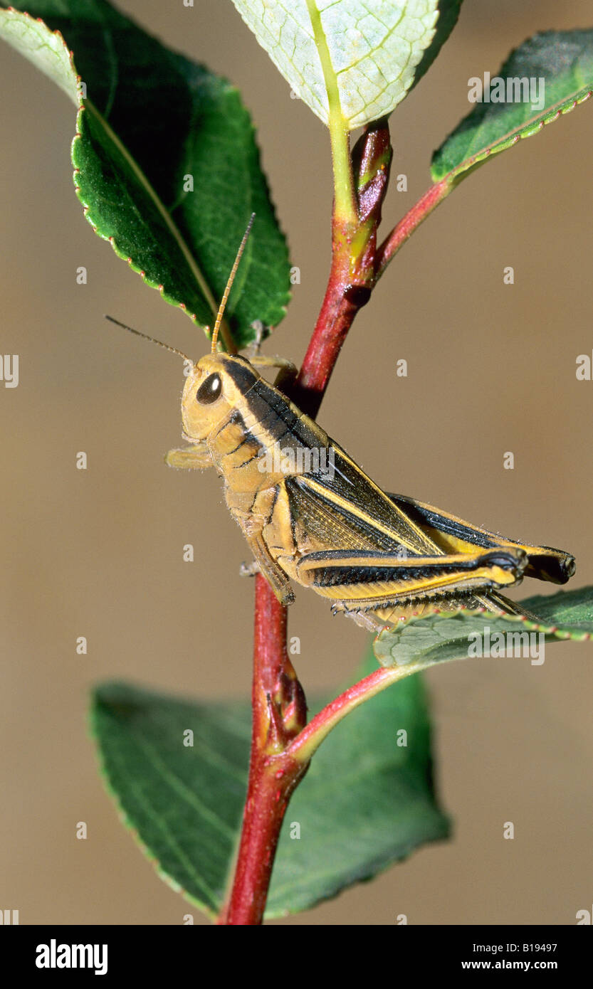 Zwei-gestreiften Grashüpfer (Melanoplus Vitattus) Stockfoto