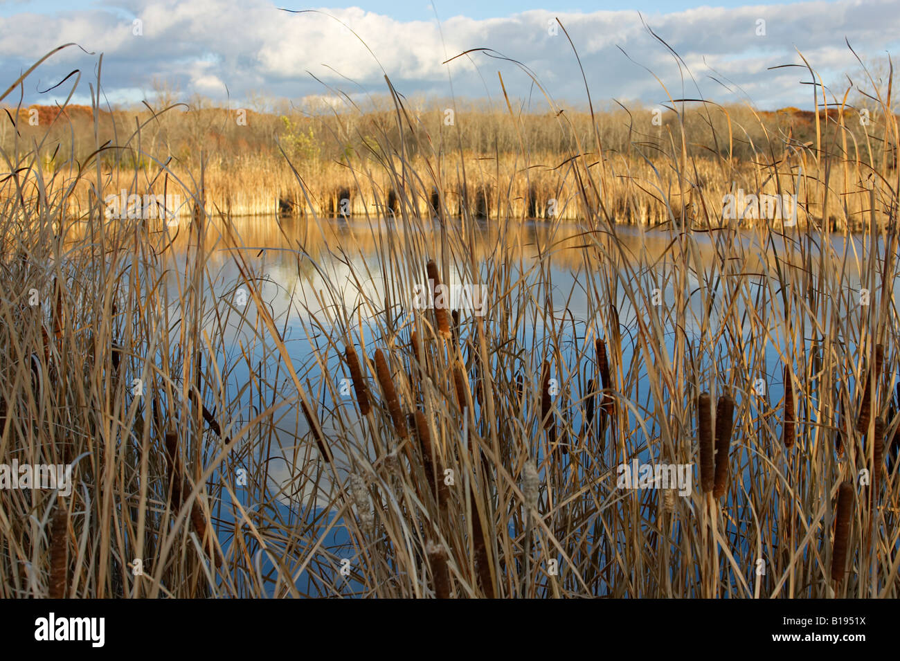 Konserven Vernon Hills Illinois Rohrkolben umgeben Teich an einem halben Tag Forest Preserve kleinen See im Spätherbst Stockfoto