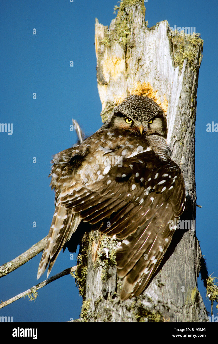 Erwachsene weibliche nördlichen Sperbereule (Surnia Ulula) brüten drei kleine Küken in einem gebrochenen Haken oben Nest, nördlichen Manitoba, Kanada Stockfoto