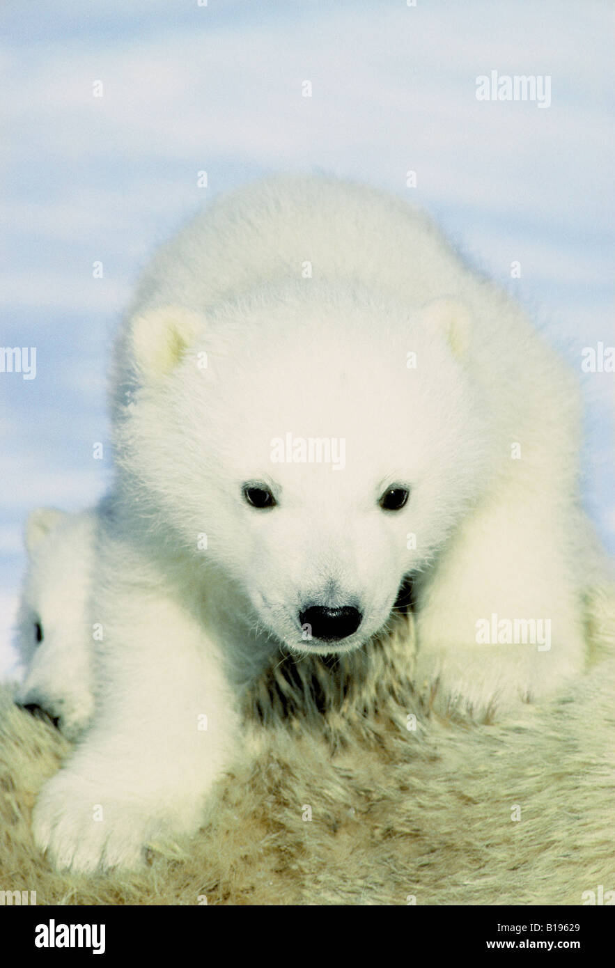 Polar Bear Cubs (Ursus Maritimus) mit ihrer Mutter, arktischen Kanada ruhen. Stockfoto