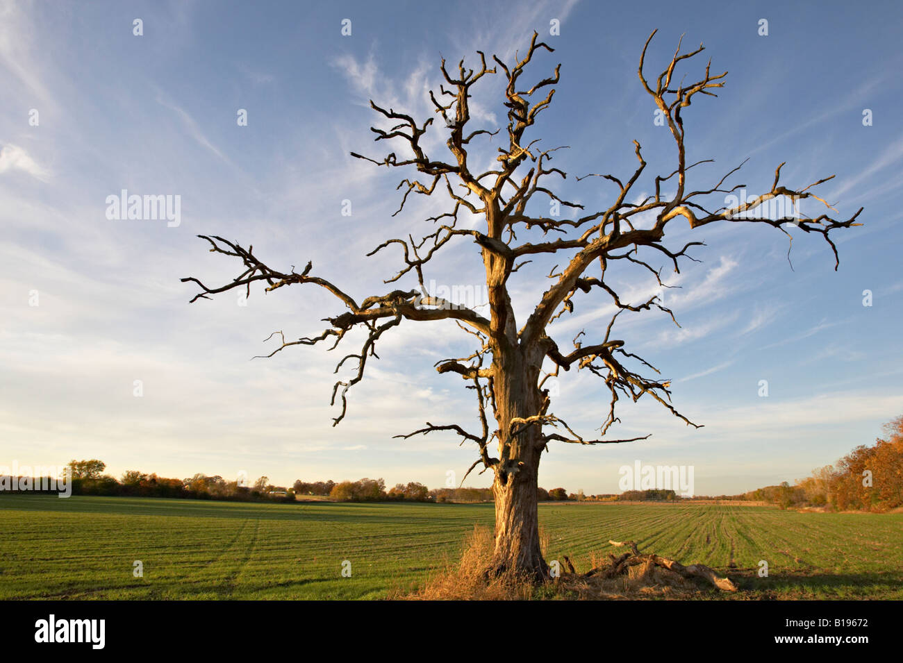 WISCONSIN in der Nähe von Kenosha alte Eiche Silhouette der Stamm und die Äste gegen späten Nachmittag Himmel fallen am Nachmittag Feld Weizen Stockfoto