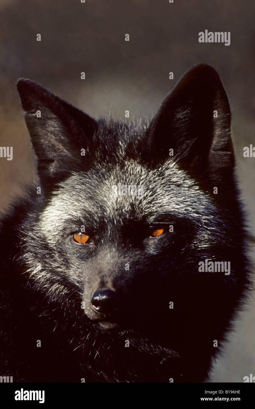 Erwachsenen Rotfuchs (Vulpes Vulpes), silberne Farbe Phase im Winter Fell, nördlichen Manitoba, Kanada. Stockfoto