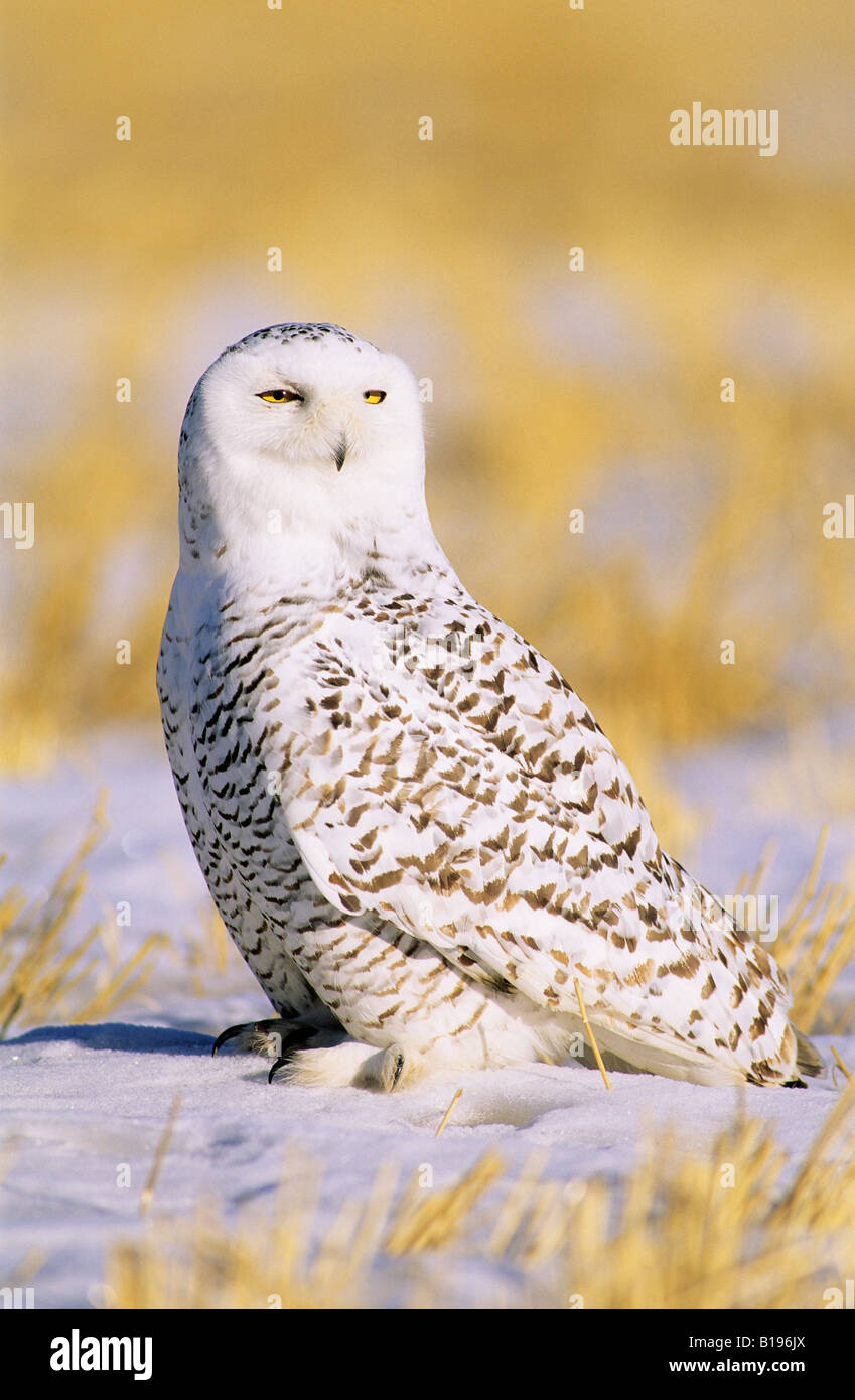 Erwachsene weibliche Schnee-Eule (Bubo Scandiaca) auf seine Überwinterungsgebiete im Süden von Alberta, Kanada Stockfoto