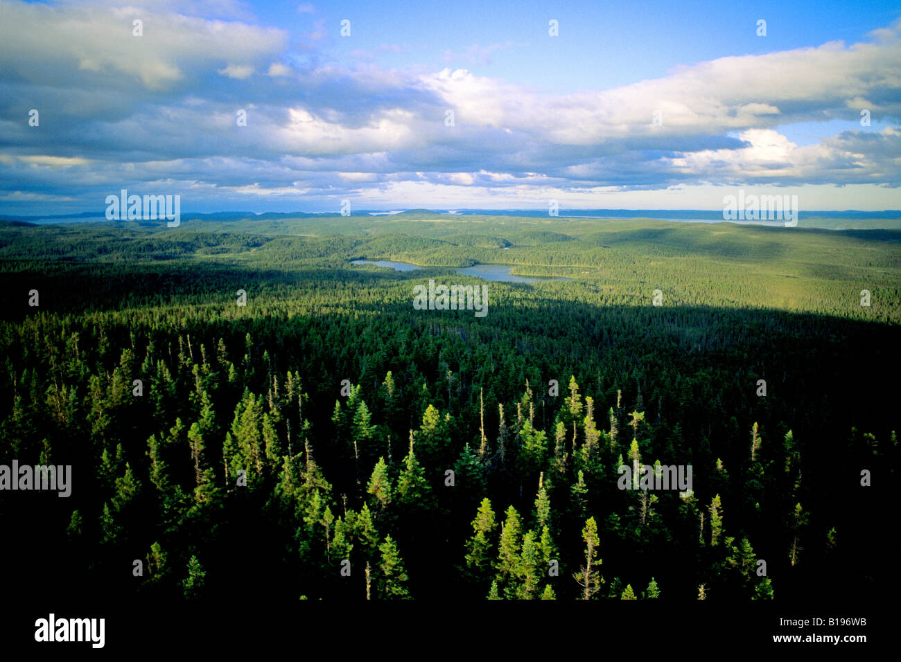 Borealen Wald, Blue Hill Lookout, Terra Nova National Park, Neufundland, Kanada Stockfoto