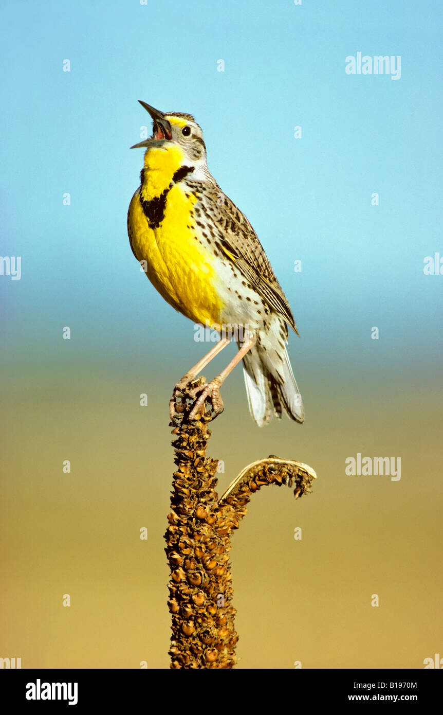 Erwachsene männliche westliche Meadowlark(Sturnella neglecta) geben territoriale nennen, Alberta, Kanada. Stockfoto