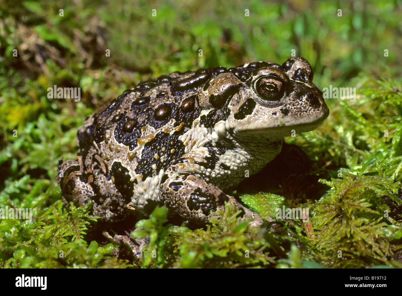 Erwachsene westliche Kröte (Bufo Boreas), Alberta, Kanada. Stockfoto