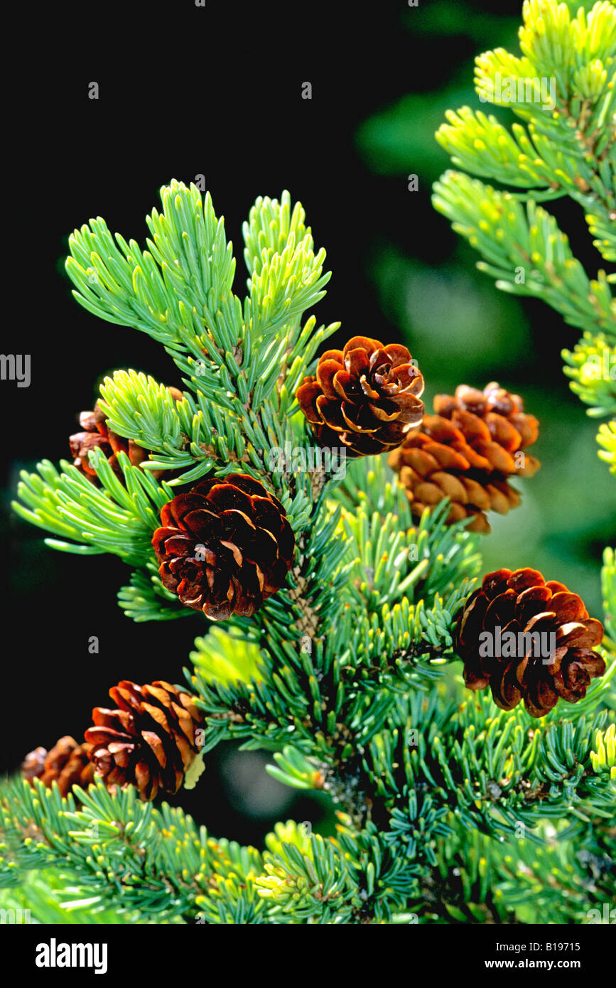 Weiß-Fichte (Picea Glauca) Kegel, boreal Alberta, Kanada. Stockfoto