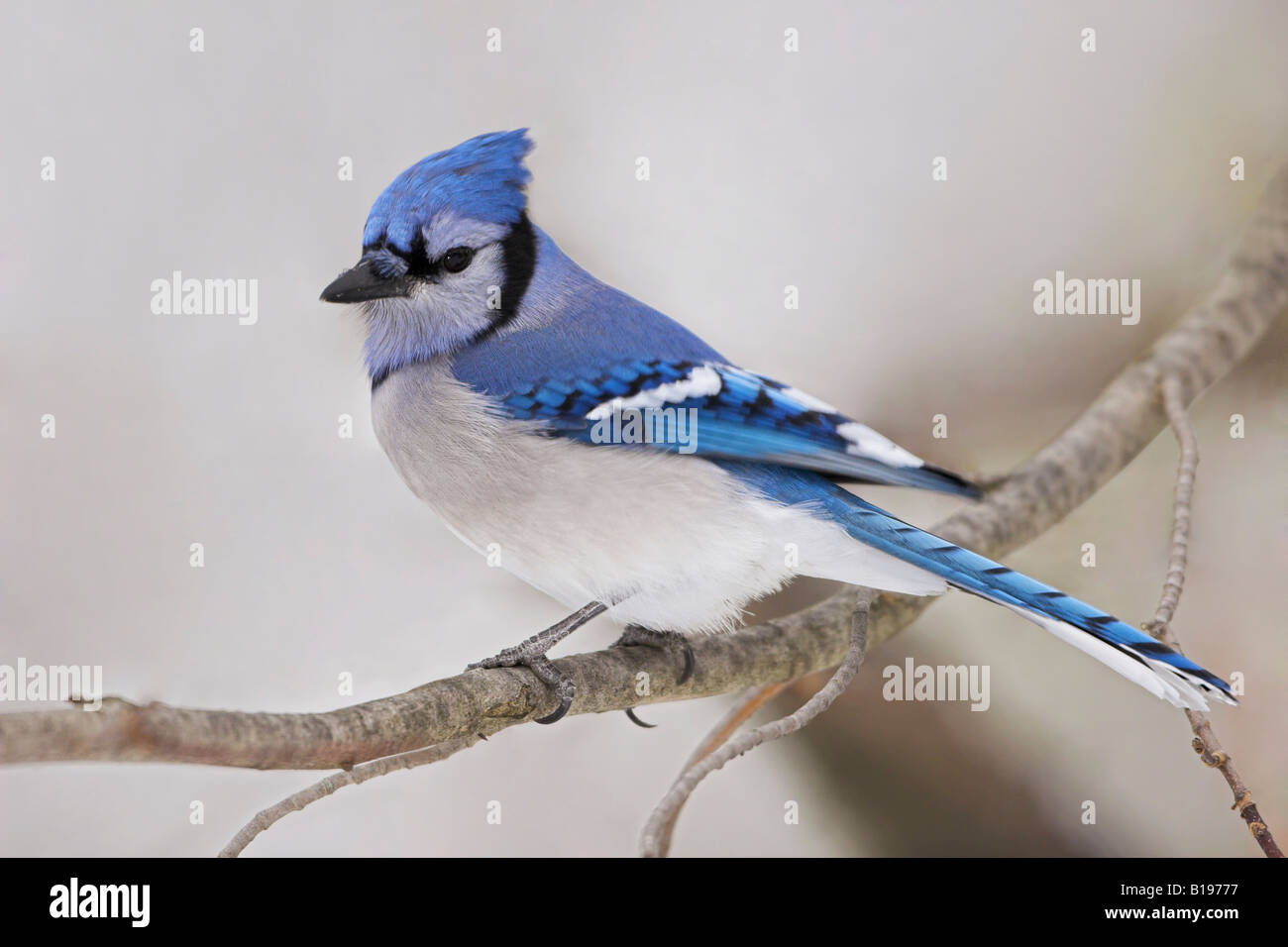 Blauhäher (Cyanocitta Cristata) thront auf einem Ast im Winter, Etobicoke, Ontario, Kanada. Stockfoto