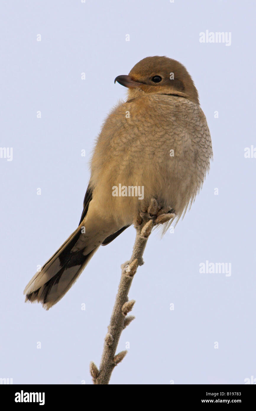 Eine juvenile nördlichen Würger (Lanius Excubitor) thront auf einem Ast in Nanaimo, British Columbia, Kanada. Stockfoto