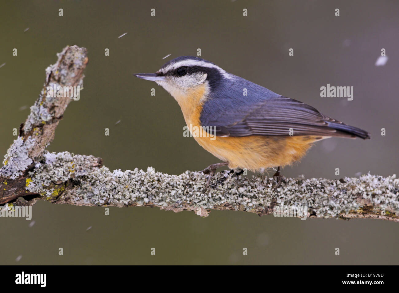 Eine Red-breasted Kleiber (Sitta Canadensis) thront auf einem Ast in einem Schneesturm in Etobicoke, Ontario Kanada. Stockfoto