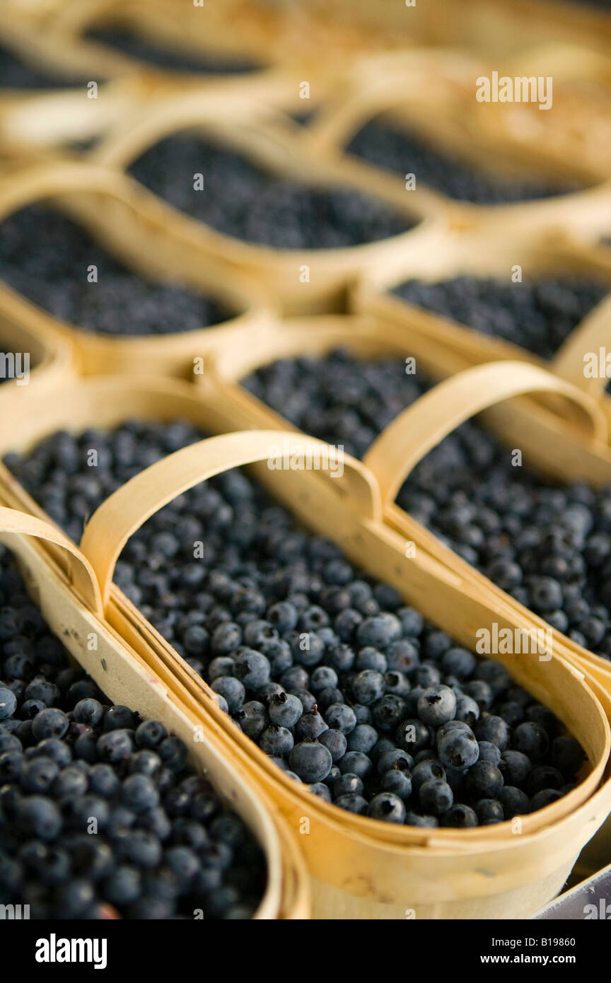 Jean-Talon Bauern-Markt Blaubeeren auf dem Display in einem Korb, Montreal, Quebec, Kanada Stockfoto