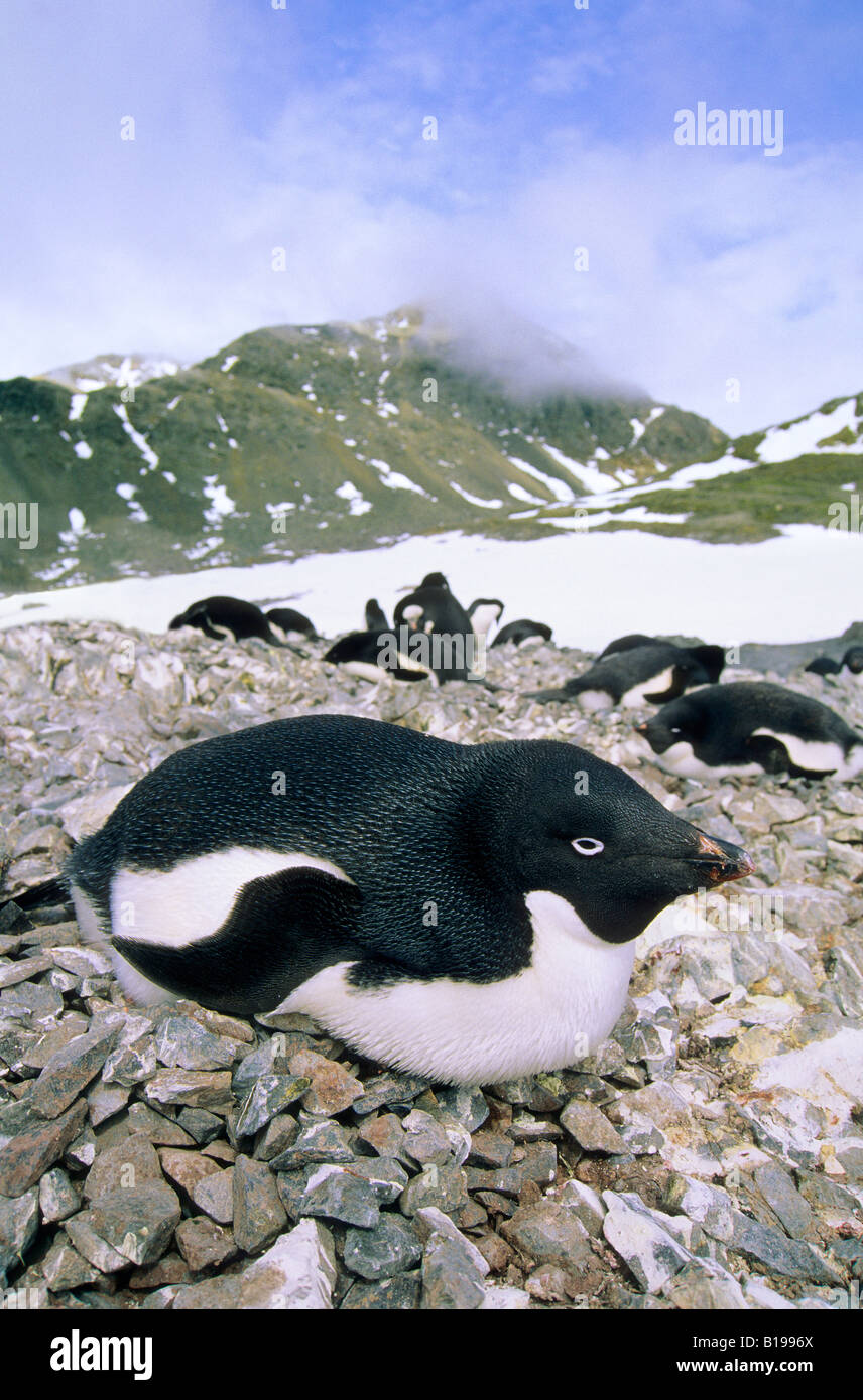Eine Verschachtelung Kolonie von Adelie-Pinguine (Pygoscelis Adelie), Paulet Island, antarktische Halbinsel Stockfoto