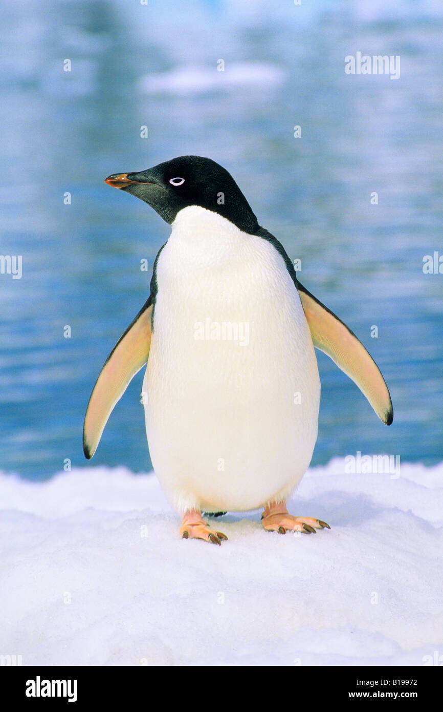 Adelie-Pinguine (Pygoscelis Adelie), Faulenzen an der Küste, Plenaeu Insel, antarktische Halbinsel Stockfoto