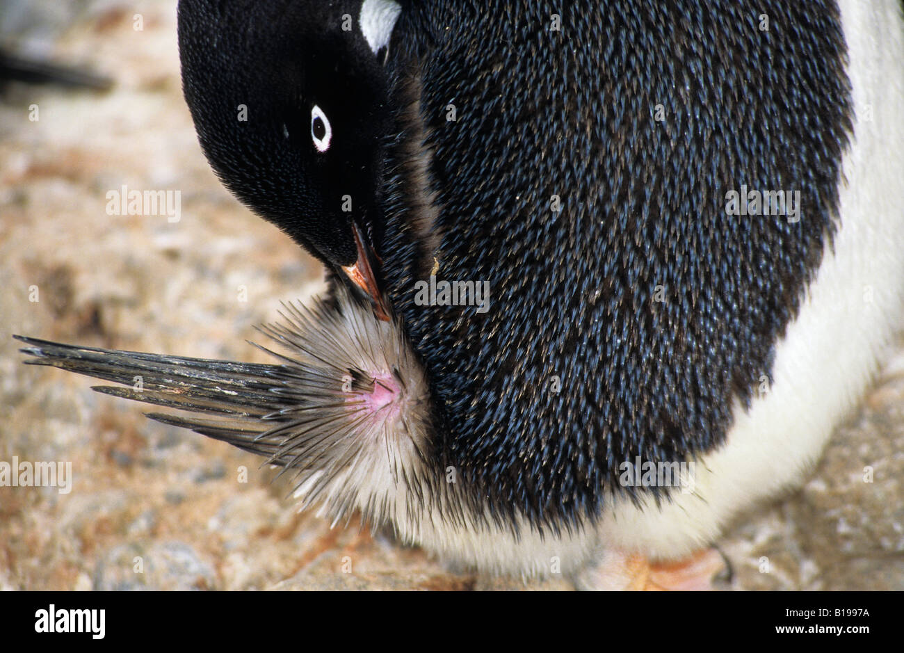 Visible putzen Drüse an der Unterseite des Rückens ein Adelie Penguin (Pygoscelis Adeliae), antarktische Halbinsel Stockfoto