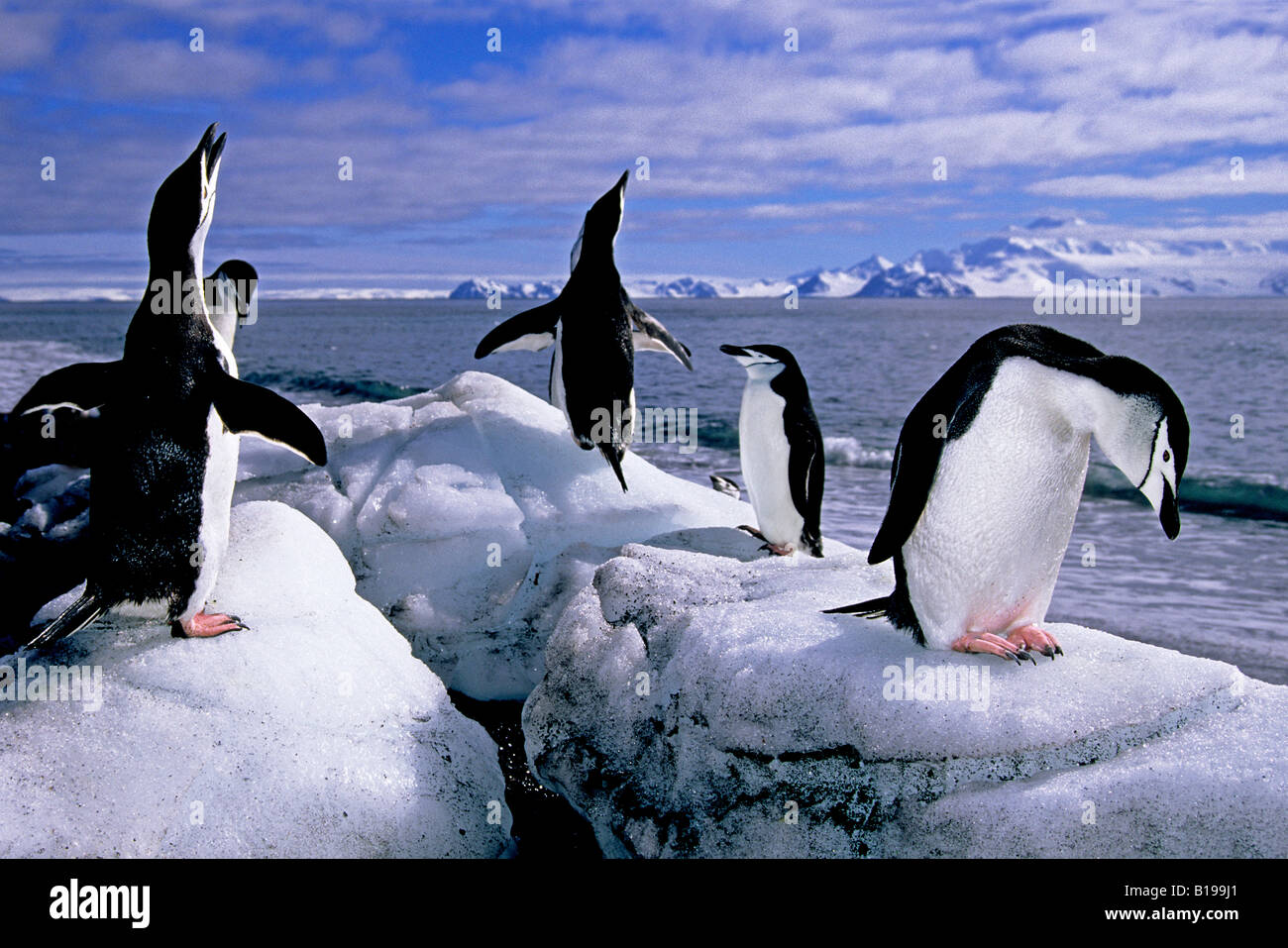 Erwachsenen Kinnriemen Pinguine (Pygoscelis Antarctica) faulenzen am Strand, Baily Head, Deception Island, antarktische Halbinsel Stockfoto