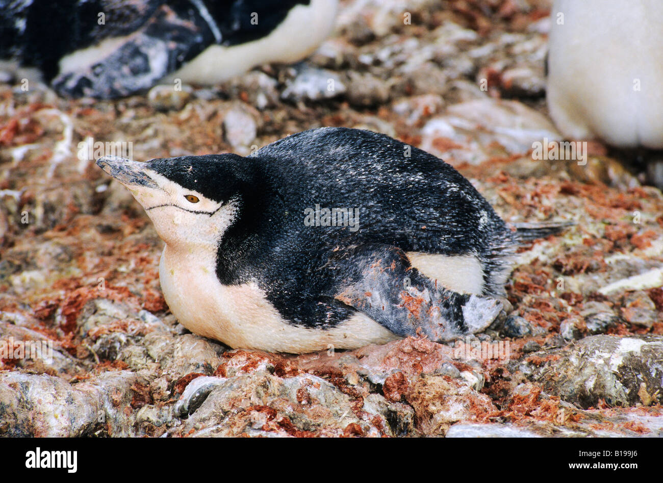 Inkubation Pinguin Guano verschmutzt Zügelpinguin (Pygoscelis Antarctica), antarktische Halbinsel Stockfoto