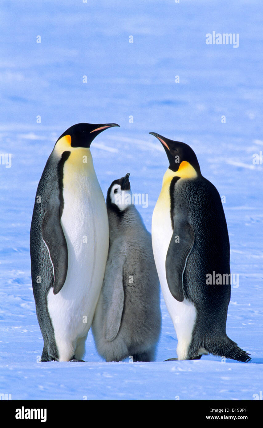 Ein Junger Kaiserpinguin Fotos Und Bildmaterial In Hoher Aufl sung ein-junger-kaiserpinguin-fotos-und-bildmaterial-in-hoher-aufl-sung