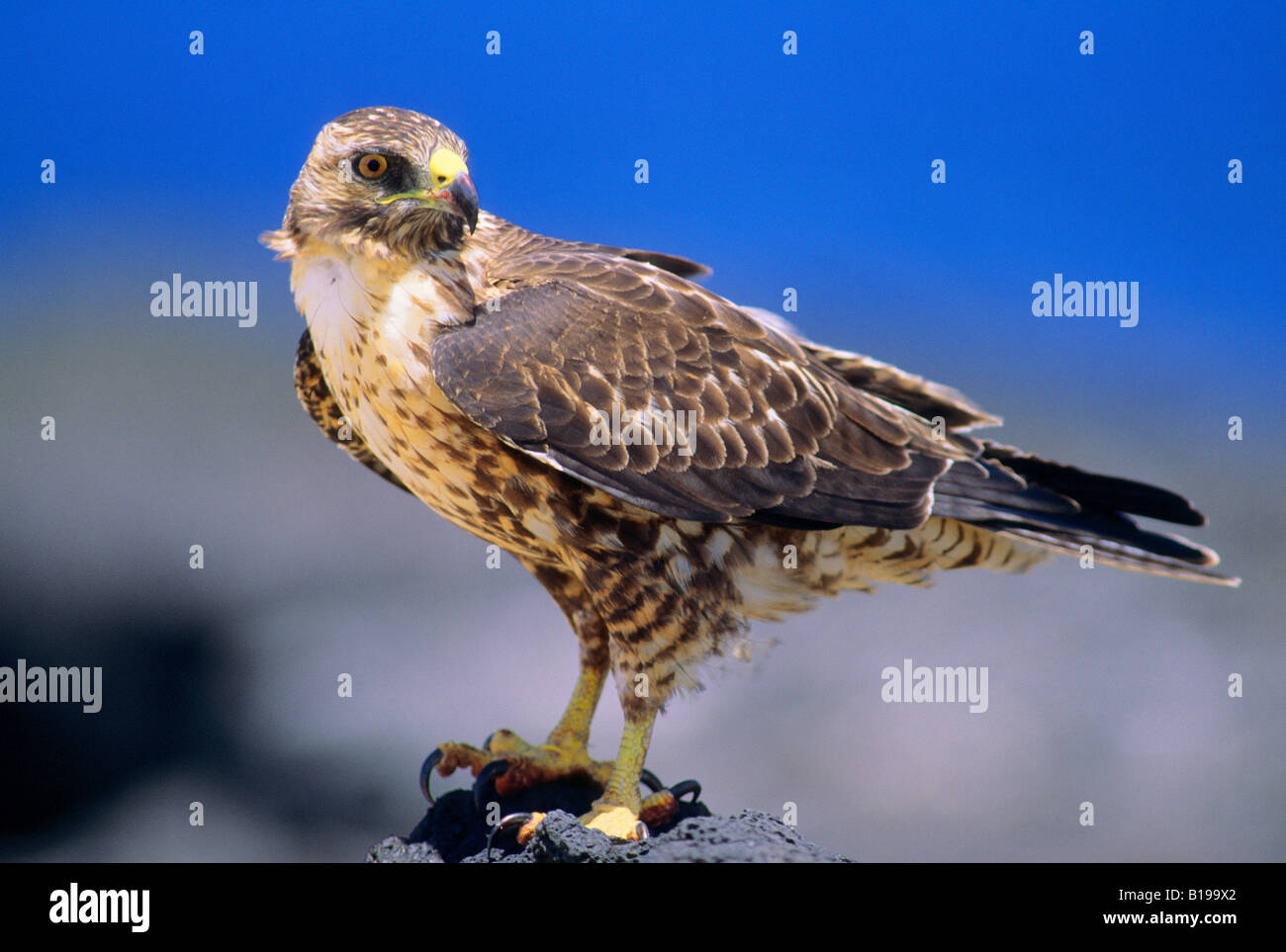 Endemischer Galapagos Falke (Buteo Galapagoensis), Insel Rabida, Galapagos-Archipel, Ecuador Stockfoto