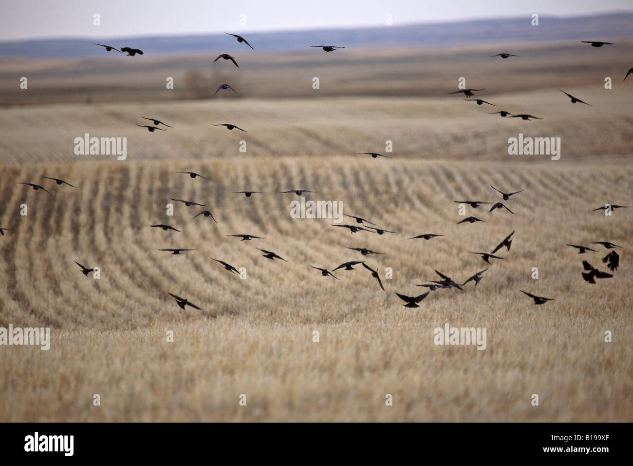 Herde von Amseln im Flug Stockfoto