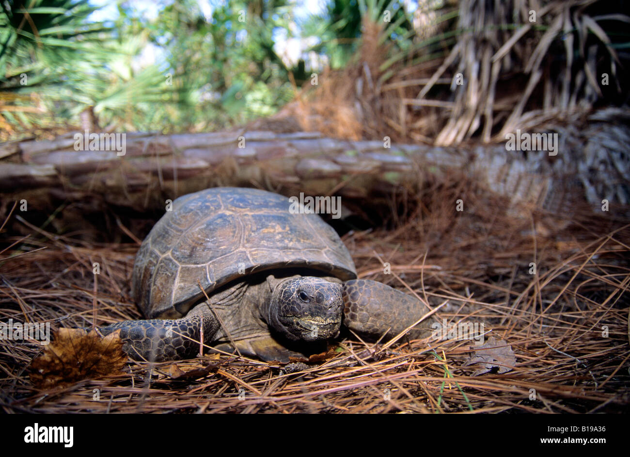 Gopher-Schildkröte (Gopherus Polyphemus), Zentralflorida Stockfoto