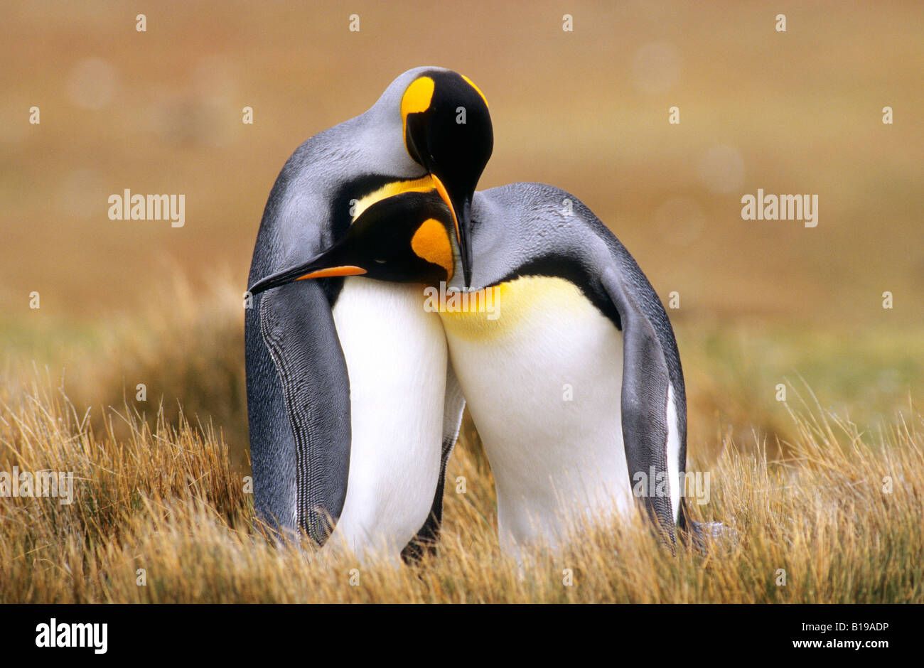 Paarung König Penguins (Aptenodytes Patagonicus) Volunteer Point, Falkland-Inseln, südlichen Atlantik Stockfoto
