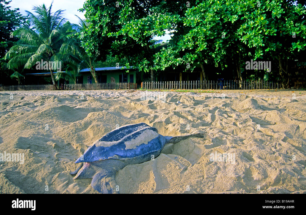 Nisten Lederschildkröte (Dermochelys Coriacea), Grande Riviere, Trinidad Stockfoto
