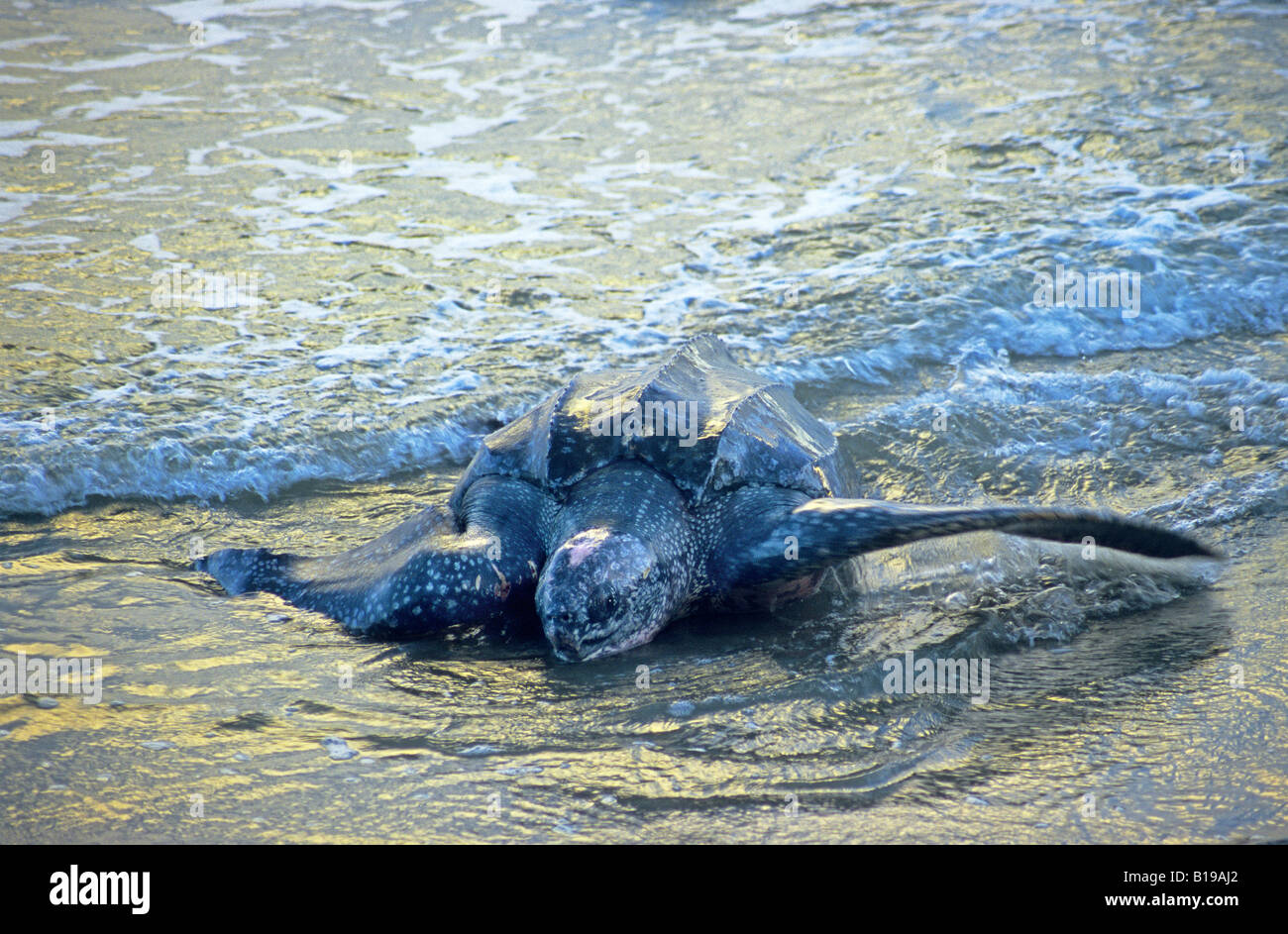 Erwachsene weibliche Lederschildkröte (Dermochelys Coriacea) an Land kommen zum nisten an einem Sandstrand in Trinidad. Stockfoto
