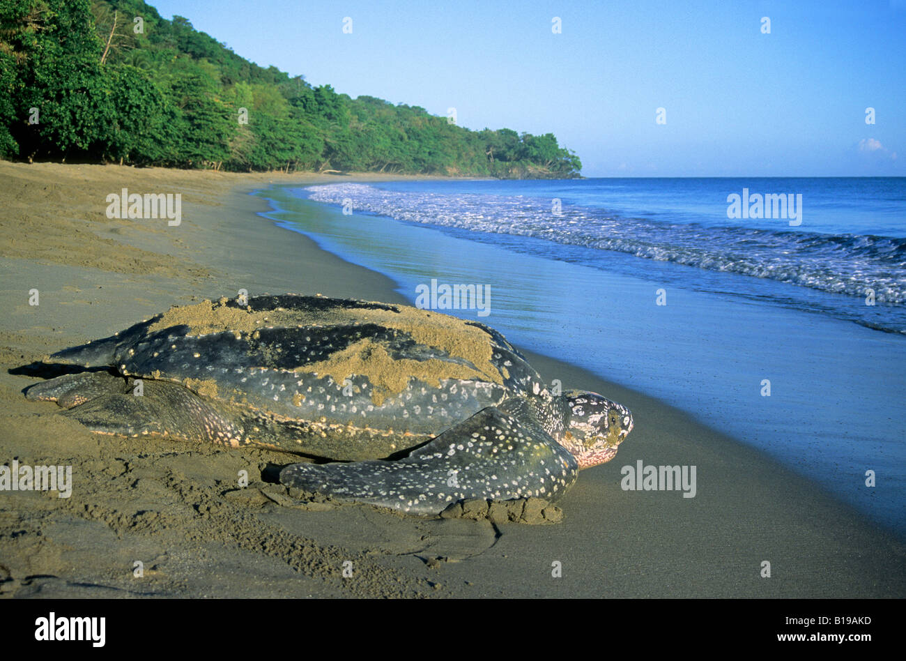 Weibliche Lederschildkröte (Dermochelys Coriacea) Rückkehr zum Meer nach der Verlegung ihr Eiern an einem Sandstrand in Trinidad. Stockfoto
