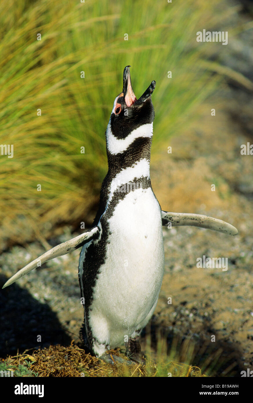 Männliche Magellan Pinguin (Spheniscus Magellanicus) in Ecstatis Display, Valdez Halbinsel Küsten Argentinien Stockfoto