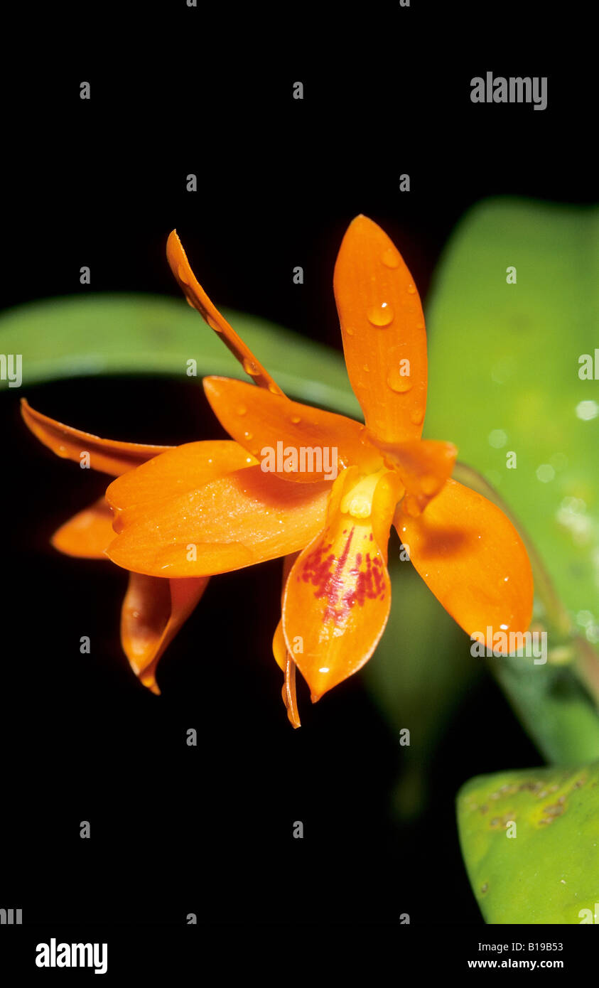 Orchideen-Arten, tropischen Regenwäldern, Panama Stockfoto