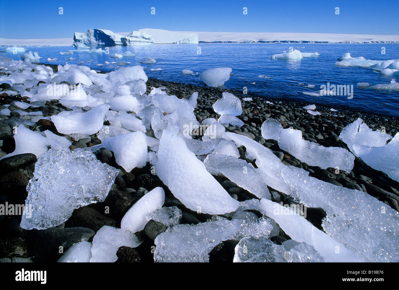 Gletschereis Fragmente verstreut entlang der Küstenlinie, Paulet Island, antarktische Halbinsel Stockfoto