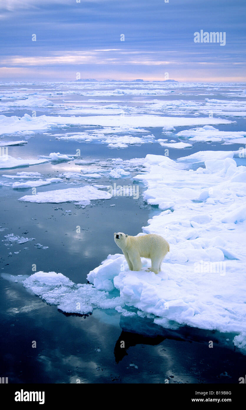 Erwachsenen Eisbär (Ursus Maritimus) Jagd auf Packeis.  Spitzbergen, Norwegen. Stockfoto