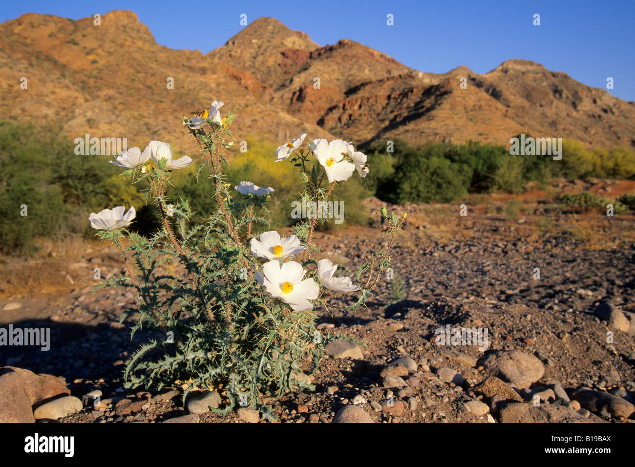 Prickly Poppy (Argemone Platyceras), Sonora-Wüste, Baja Mexiko Stockfoto