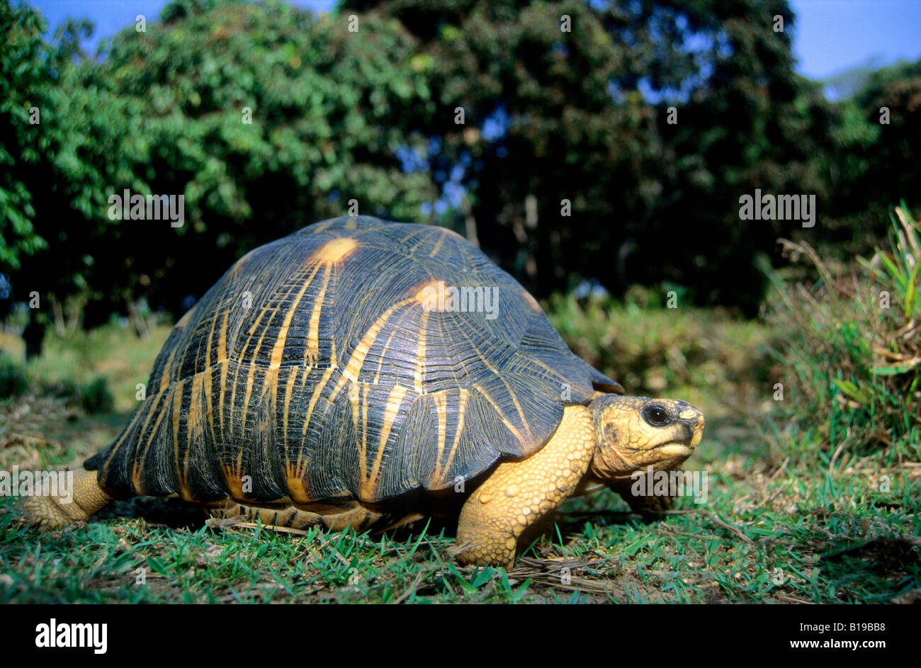 Ausgestorbene Schildkröte (Geochelone Radiata), Madagaskar Stockfoto