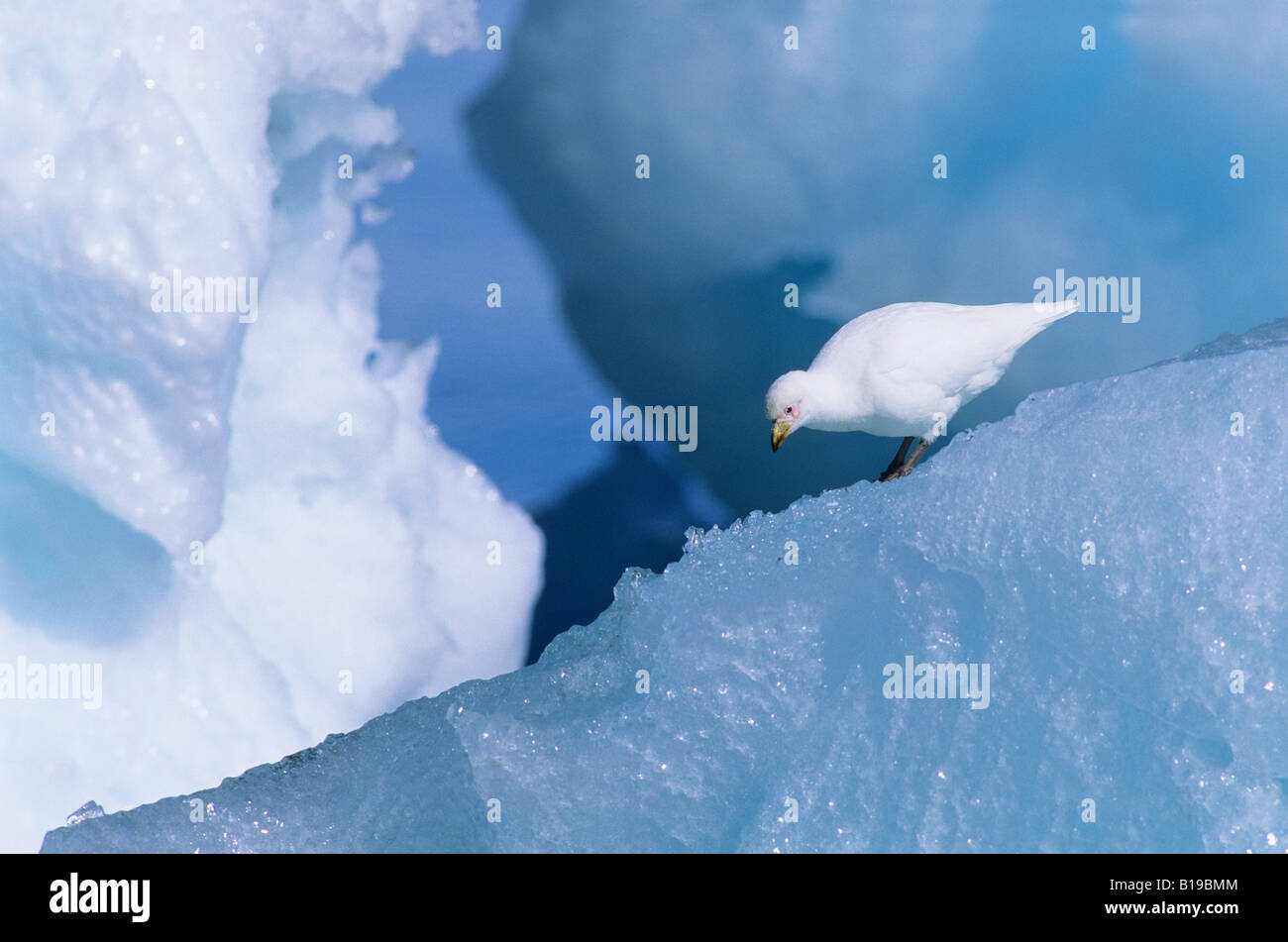 Verschneiten Scheidenschnabel (Chionis Alba) auf der Suche nach Nahrung auf Gletschereis, antarktische Halbinsel Stockfoto