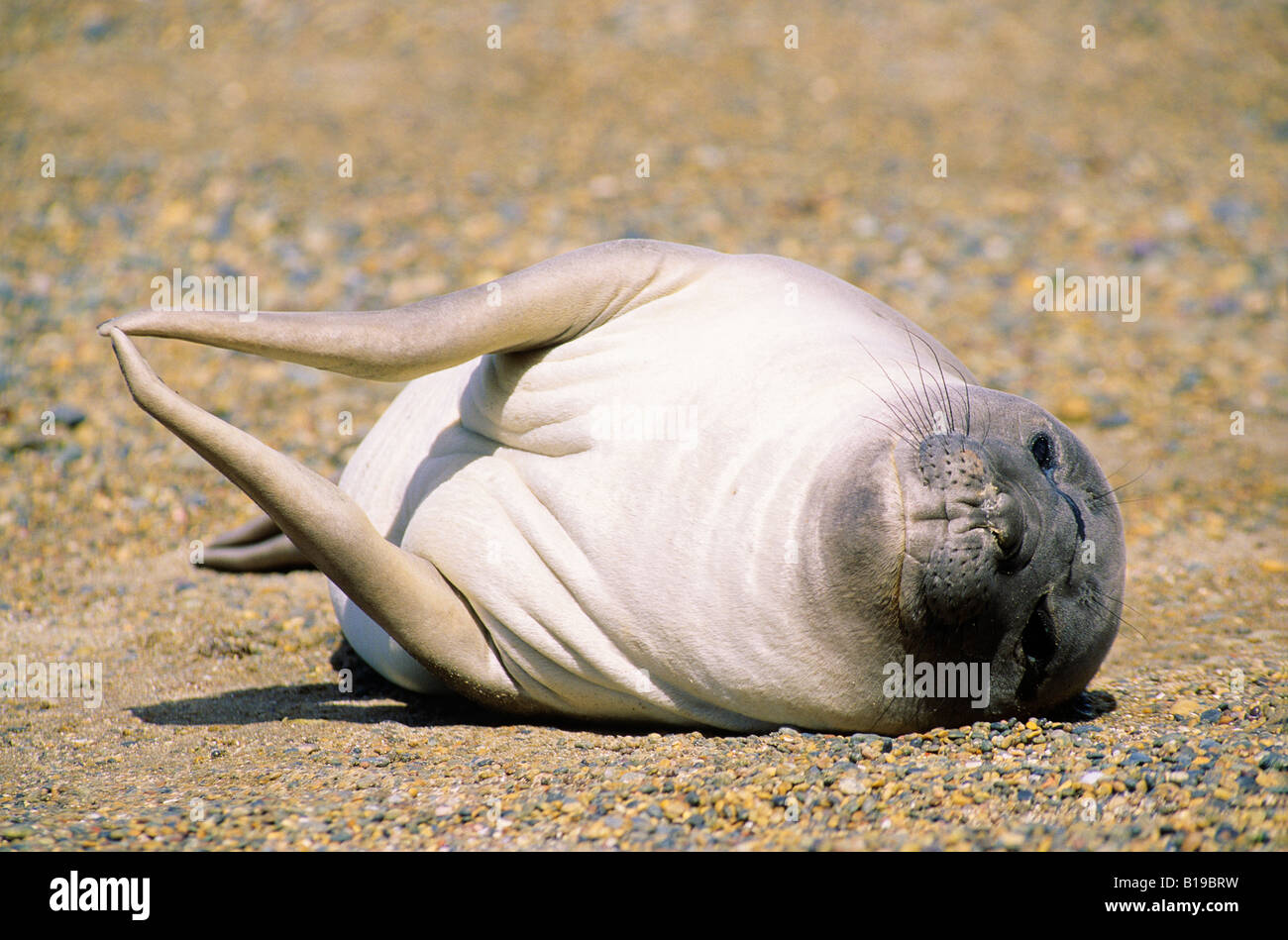 Vor kurzem entwöhnt südlichen See-Elefanten Pup (Mirouanga Leonina) faulenzen am Strand, Süd-Argentinien, Patagonien, South amerik. Stockfoto