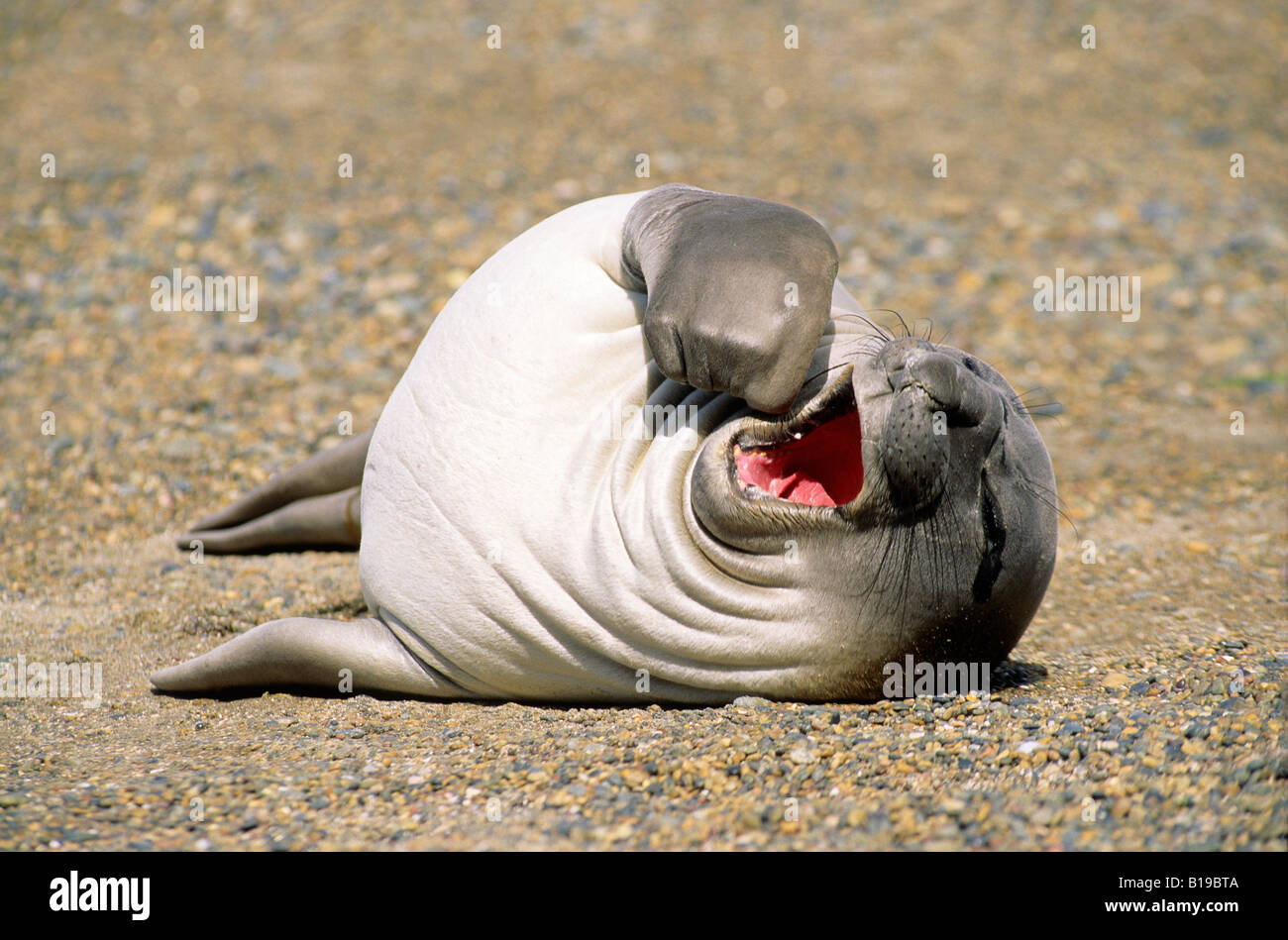 Vor kurzem entwöhnt südlichen See-Elefanten Pup (Mirouanga Leonina) faulenzen am Strand, Süd-Argentinien, Patagonien, South amerik. Stockfoto