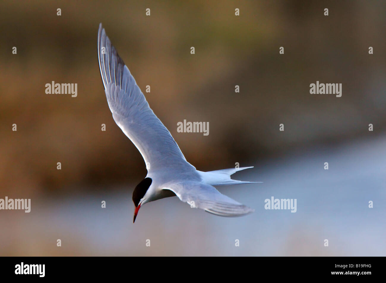 Forster s Tern im Flug Stockfoto