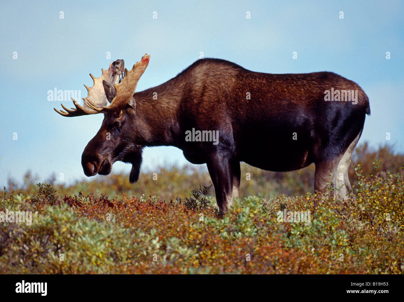 USA, Alaska, Denali National Park. Ein Elch (Alces Alces) Weiden im Denali National Park. Stockfoto